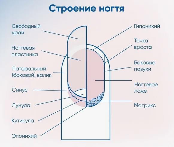 строение ногтя наглядно.jpg